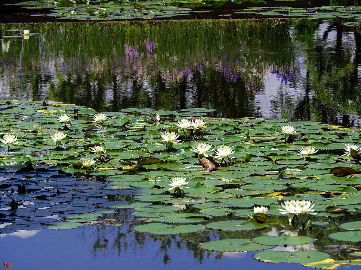 🏞️ 쇼난호 비오파크(쇼난코 비오파크) 이미지 7